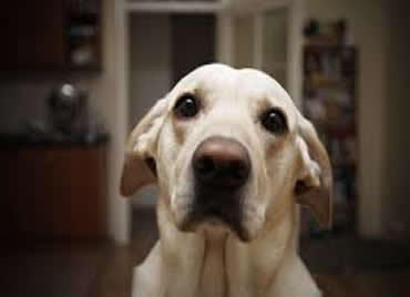 Resultado de imagem para cachorros